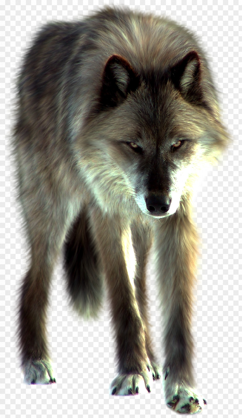 Wolf Arctic Download Clip Art PNG