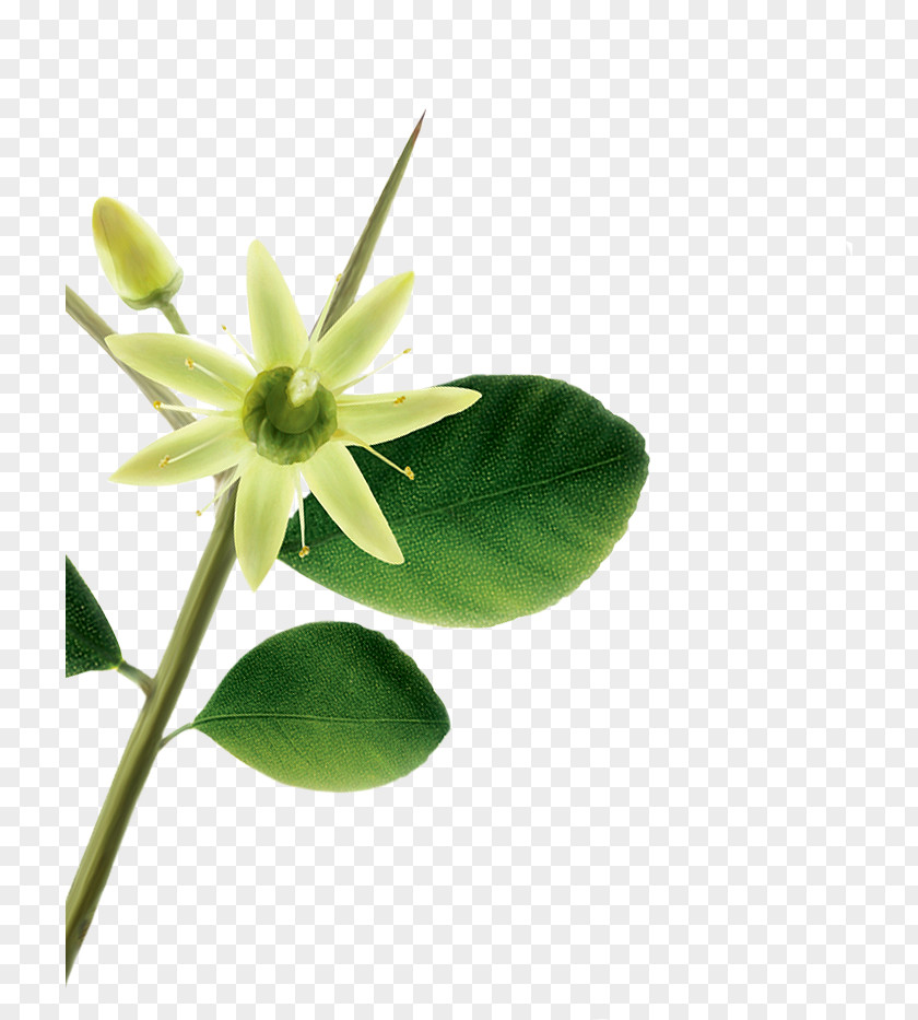Flower Symbol Information PNG