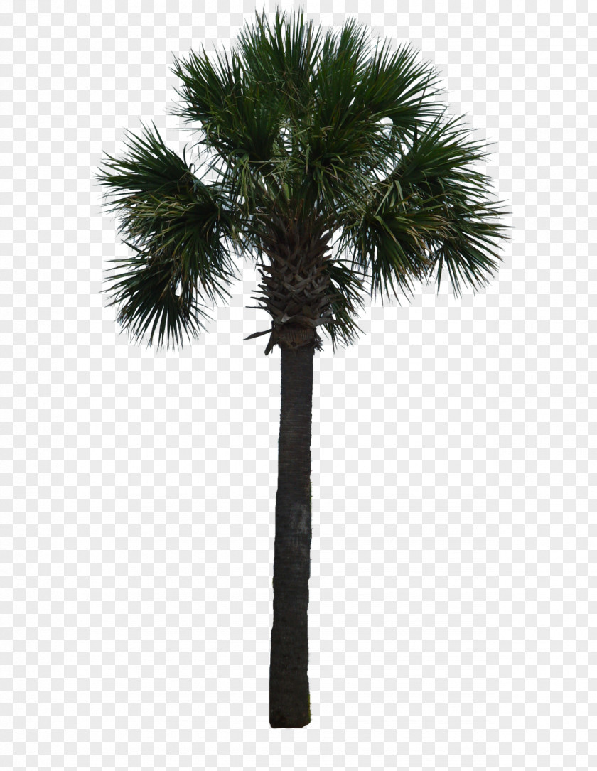 Palm Trees Tree Arecaceae Woody Plant Asian Palmyra PNG