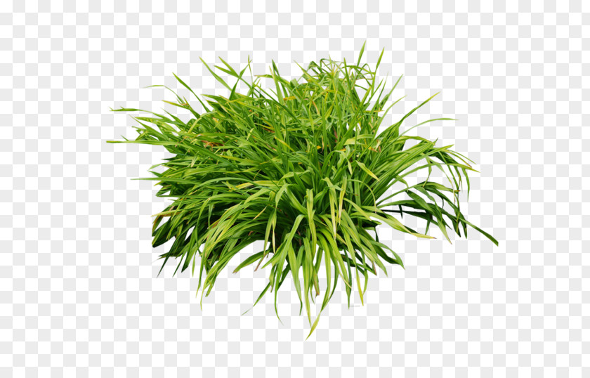 Plant Aquarium Aquatic Plants Leaf Shrub PNG