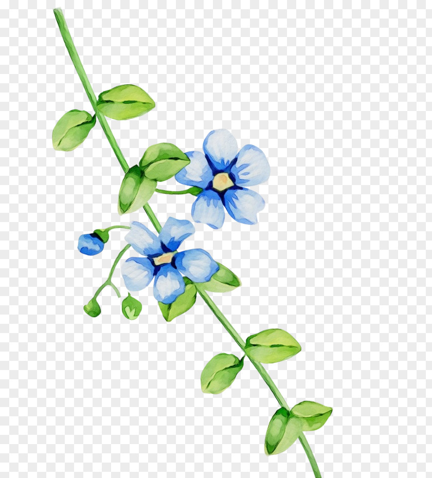 Wildflower Plant Stem Flower Blue Flowering Petal PNG