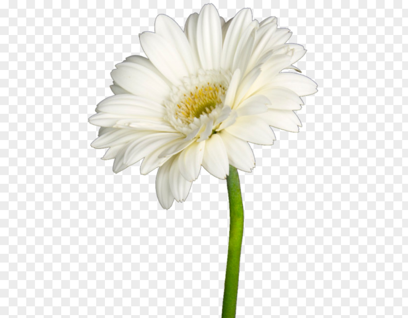 Chrysanthemum Oxeye Daisy Marguerite Transvaal Aster PNG