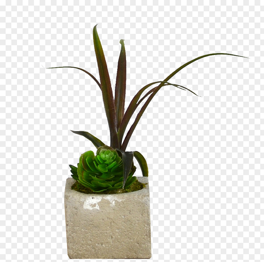 Flower Flowerpot Houseplant Plant Stem Aloe Vera PNG