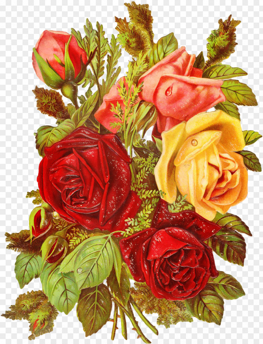 Flower Garden Roses Cabbage Rose Floral Design Cut Flowers PNG