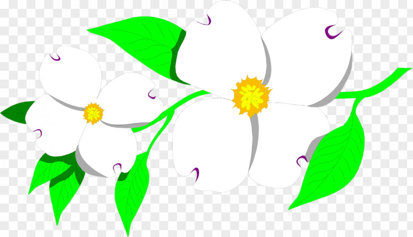 Flower Illustrations Flowering Dogwood Cornus Nuttallii Clip Art PNG