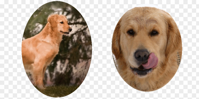 Golden Retriever Dog Breed Sporting Group PNG