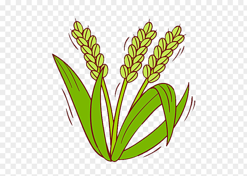Rice Oryza Sativa Cereal Clip Art PNG