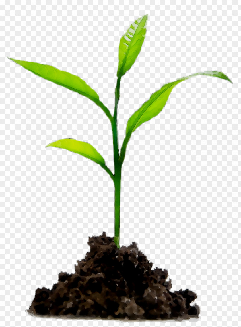 Soil Natural Environment Plants Agriculture Proteg SpA PNG