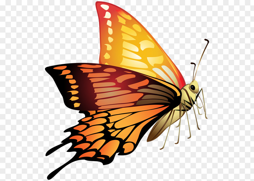 Exotic Butterfly Image Clip Art Flower PNG