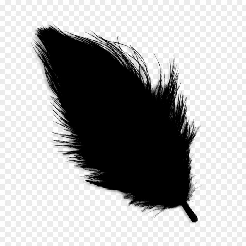 Feather Black M PNG