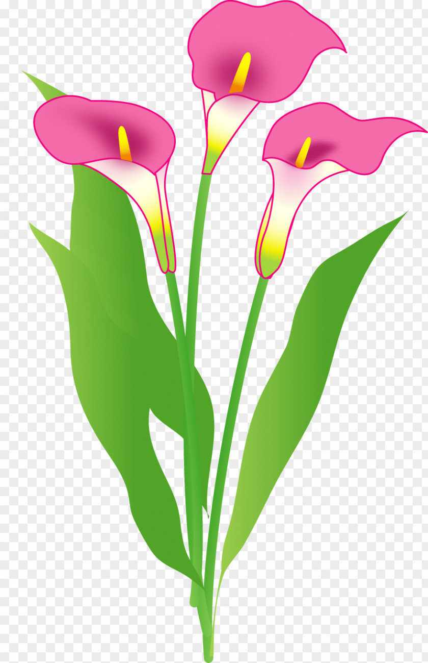 Flower Cut Flowers Color Arum-lily Floral Design PNG