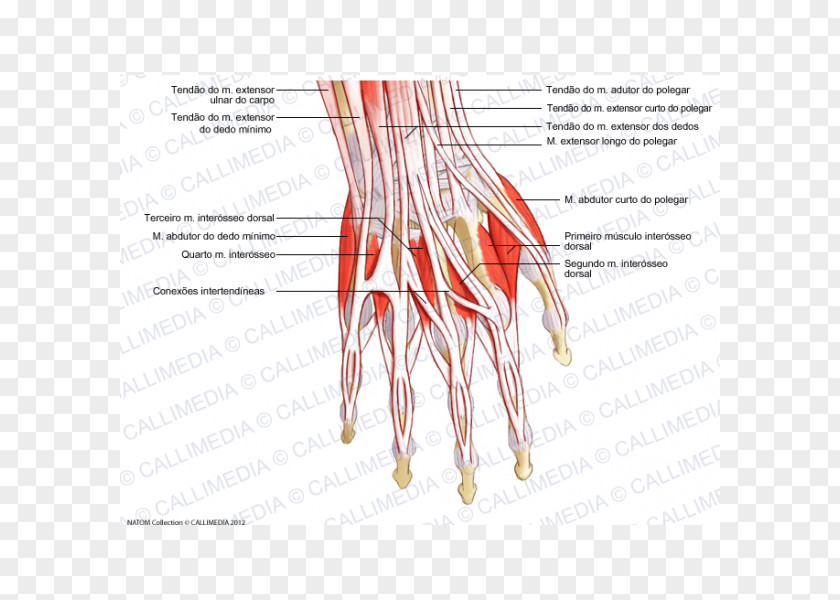 Hand Thumb Extensor Digitorum Muscle Forearm PNG