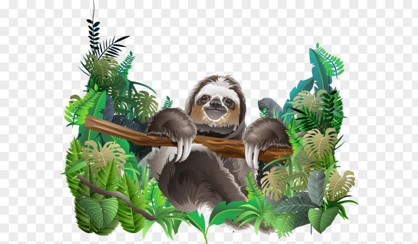 Rainforest Ecosystem Tropical Sloth Jungle Clip Art Vector Graphics Illustration PNG