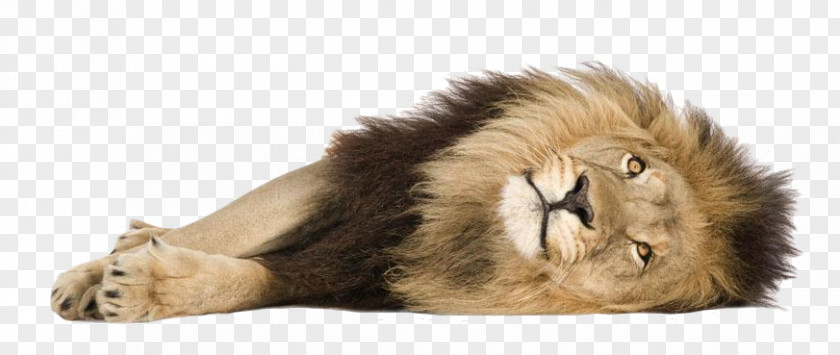 The Beast Lion Lay Lionhead Rabbit Cougar Felidae PNG