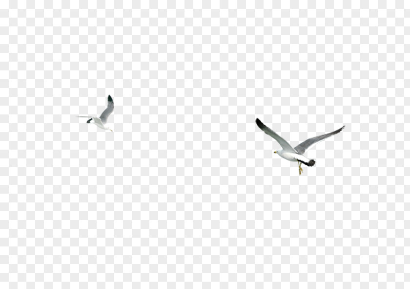 Wings Seagull Bird Wing Google Images Download PNG