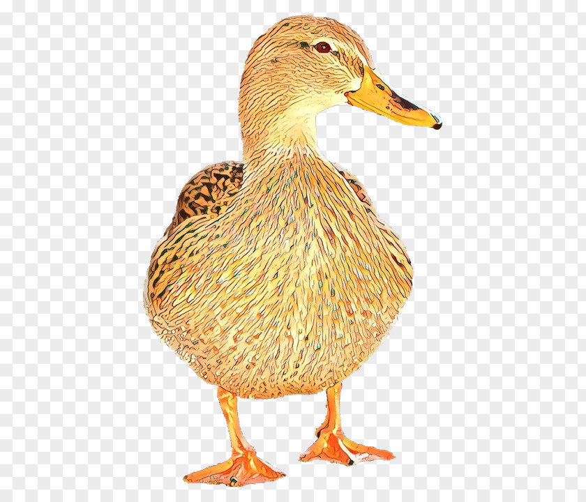 Bird Duck Ducks, Geese And Swans Water Mallard PNG
