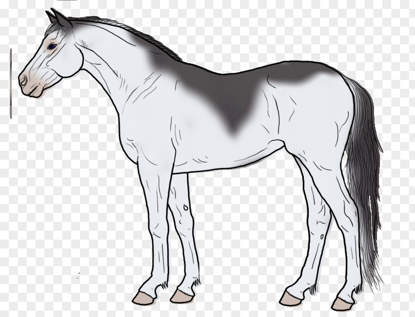 Colt Tail Mustang Line Art Mane Drawing Pony PNG