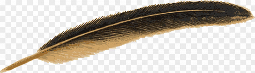 Feather Bird Mallard Pen Quill PNG