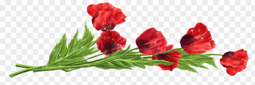 Flowers Flower Red Tulip Wallpaper PNG