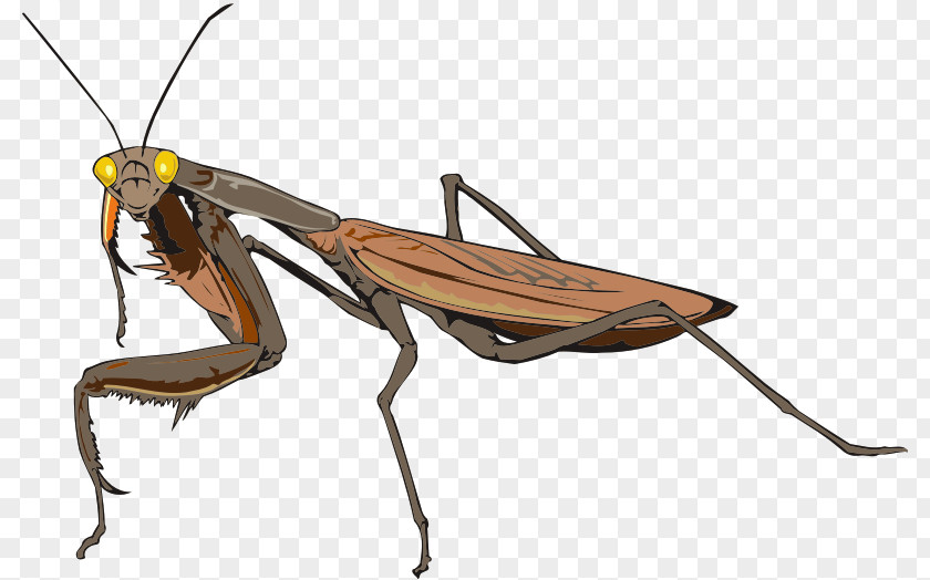 Insect Mantidae Animal Antenna PNG