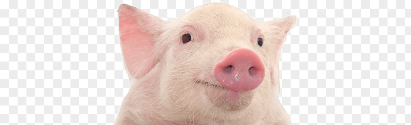 Pig PNG clipart PNG