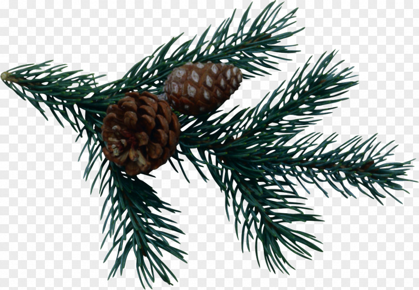 Pine Cone Spruce Fir Conifer PNG
