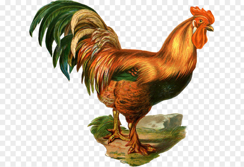 Rooster Silkie Dorking Chicken Meat Clip Art PNG