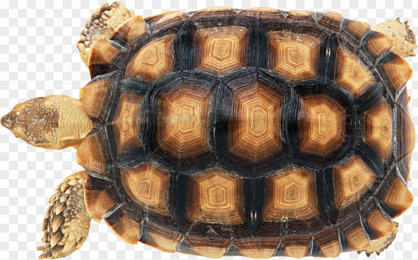 Turtle Shell Reptile Carapace Chinese Softshell PNG