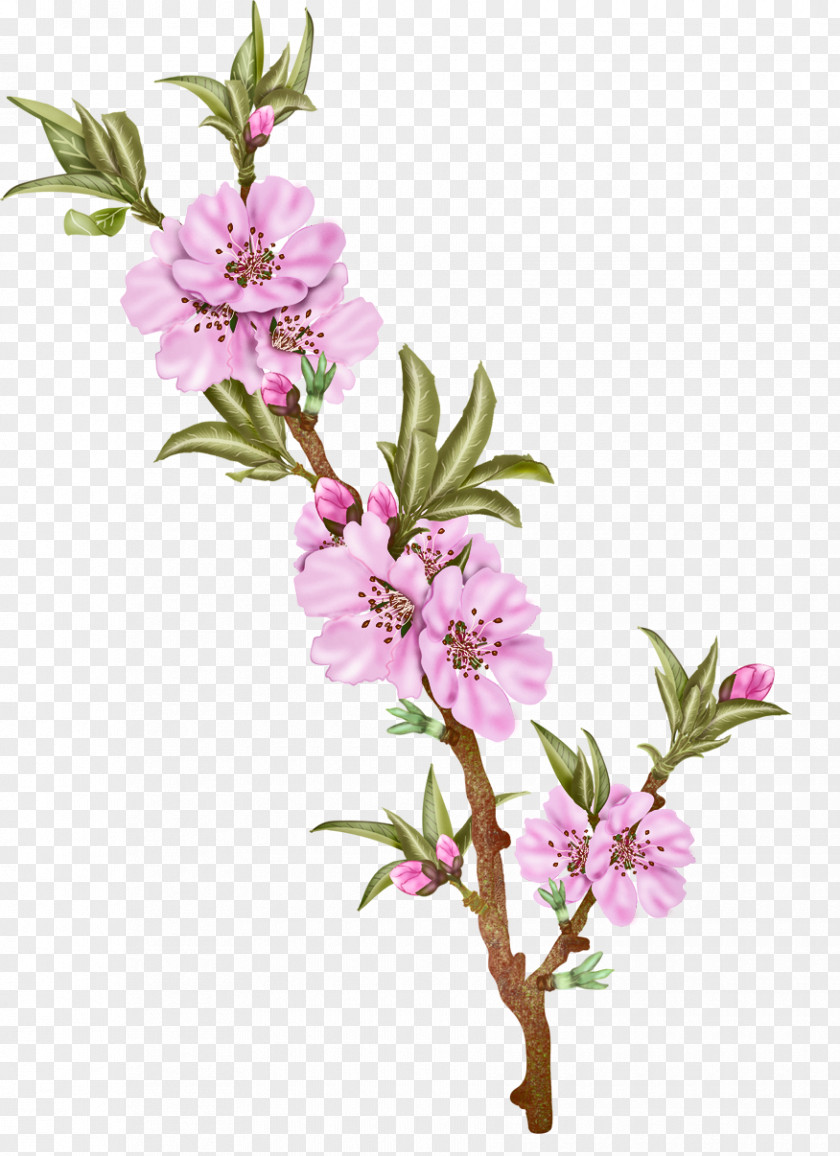 Almond Cut Flowers Floral Design Plant Stem PNG