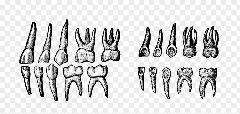 Design Deciduous Teeth Human Tooth PNG