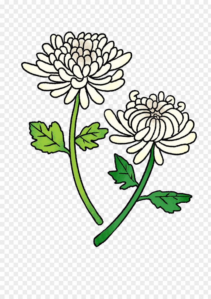 One On Floral Design Cut Flowers Oxeye Daisy Chrysanthemum Clip Art PNG
