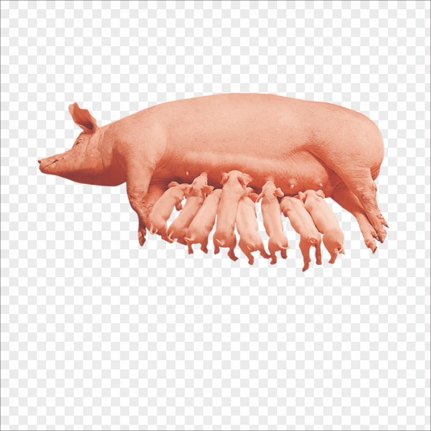 Pig Domestic Download Designer PNG