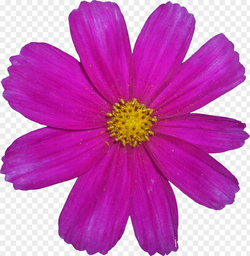 Pink Flower Gratis PNG