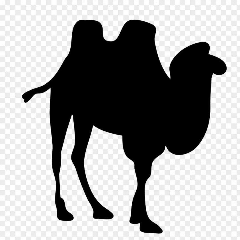 Silhouette Dromedary Bactrian Camel Clip Art PNG