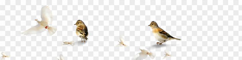 Sparrow Pigeons Beak PNG