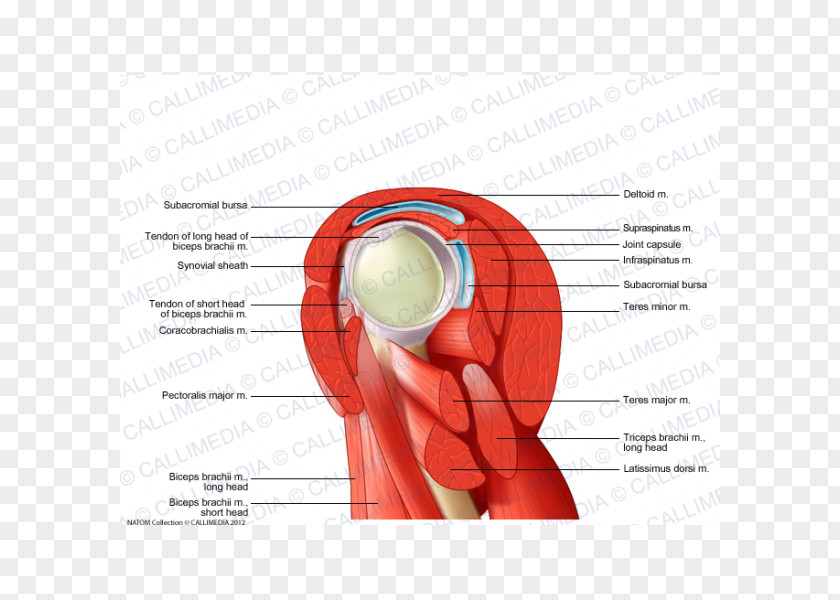 Arm Shoulder Muscle Human Anatomy Body PNG