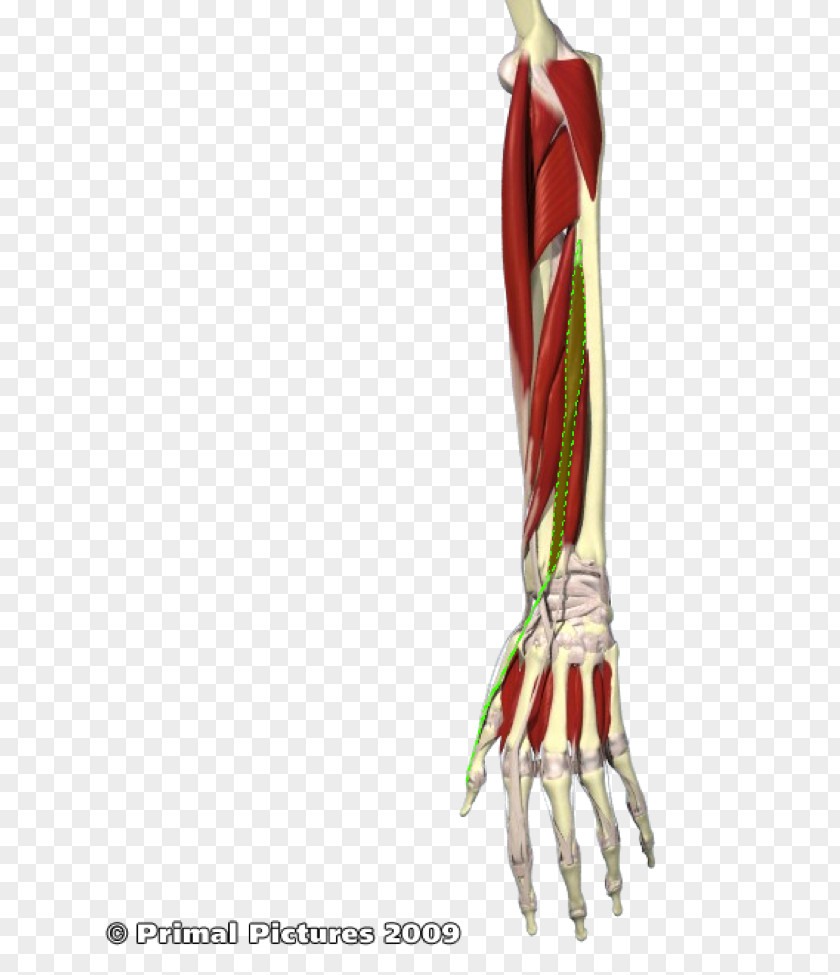 Exterior Right Arm Muscle Flexor Pollicis Longus Extensor Brevis Forearm PNG