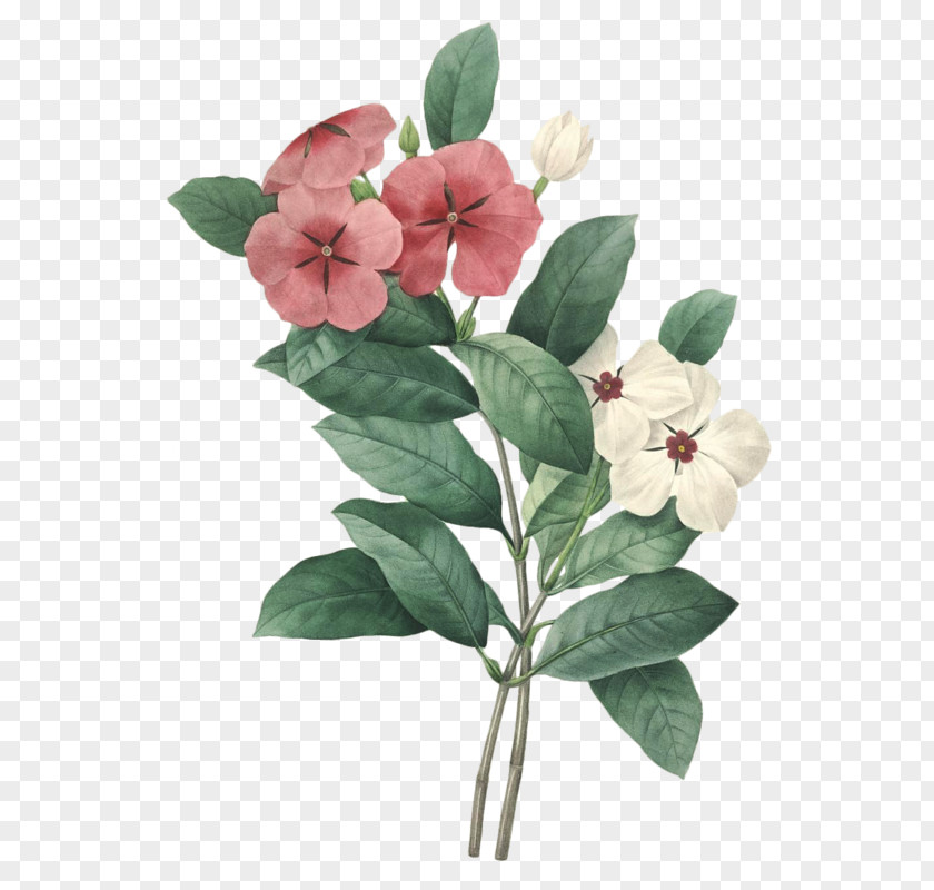 Flower Choix Des Plus Belles Fleurs Madagascar Periwinkle Drawing PNG