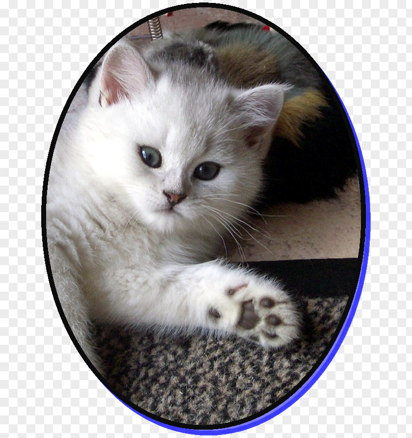 Kitten British Semi-longhair Asian Whiskers Ragamuffin Cat PNG