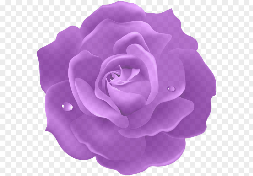 Lilac Flower Garden Roses PNG