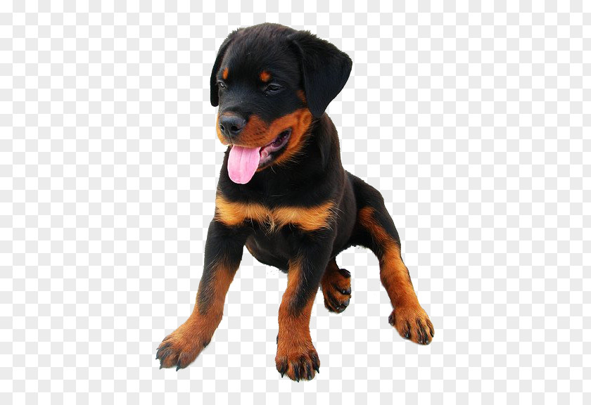 Puppy Rottweiler German Shepherd Bulldog Dobermann PNG