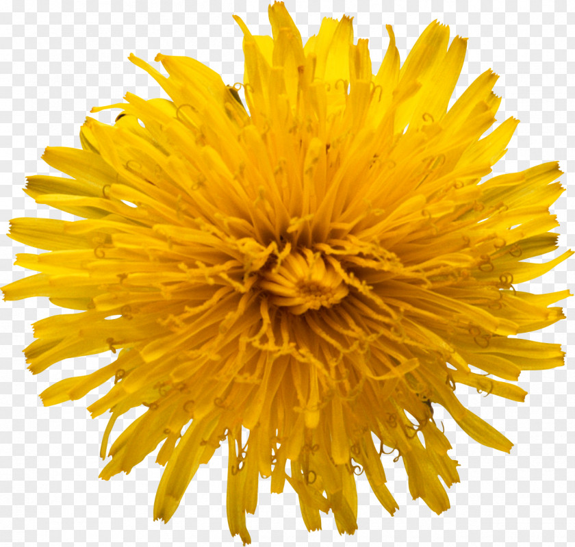 Yellow Flowers Common Sunflower Clip Art PNG