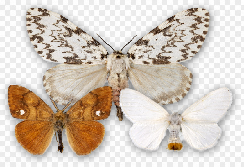 Butterfly Brush-footed Butterflies Gossamer-winged Silkworm Moth PNG