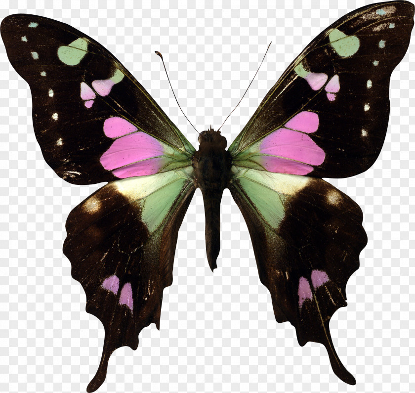 Butterfly Fibromyalgia Child Learning Therapy PNG