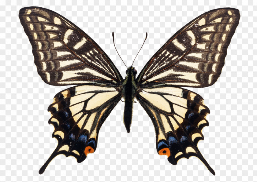 Butterfly Swallowtail Asian Insect PNG