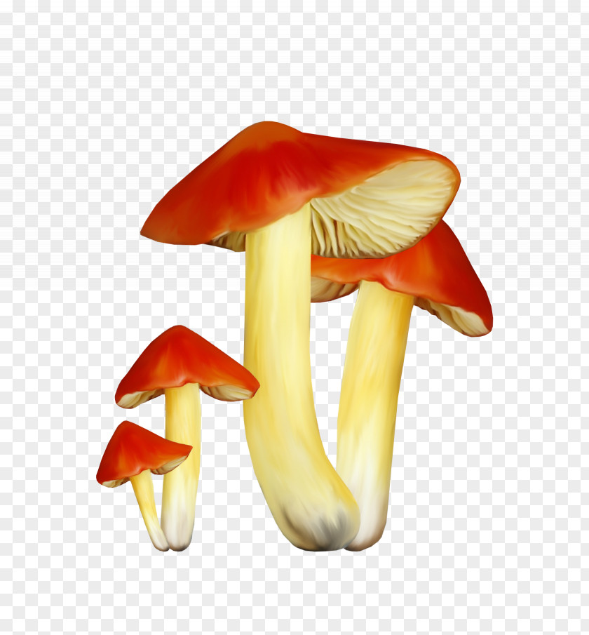 Fungi Mushroom Fungus Chart PNG
