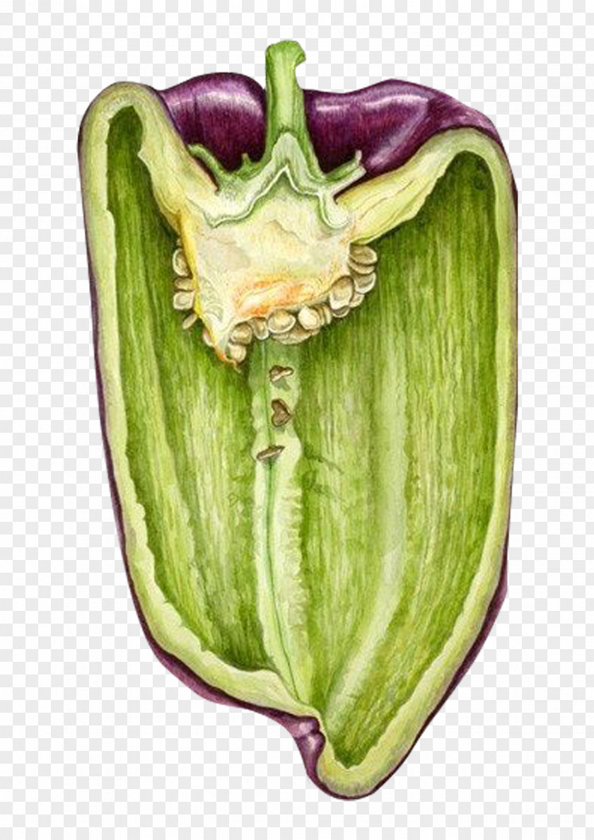 Painted Vegetables Drawing Watercolor Painting Botanical Illustration PNG