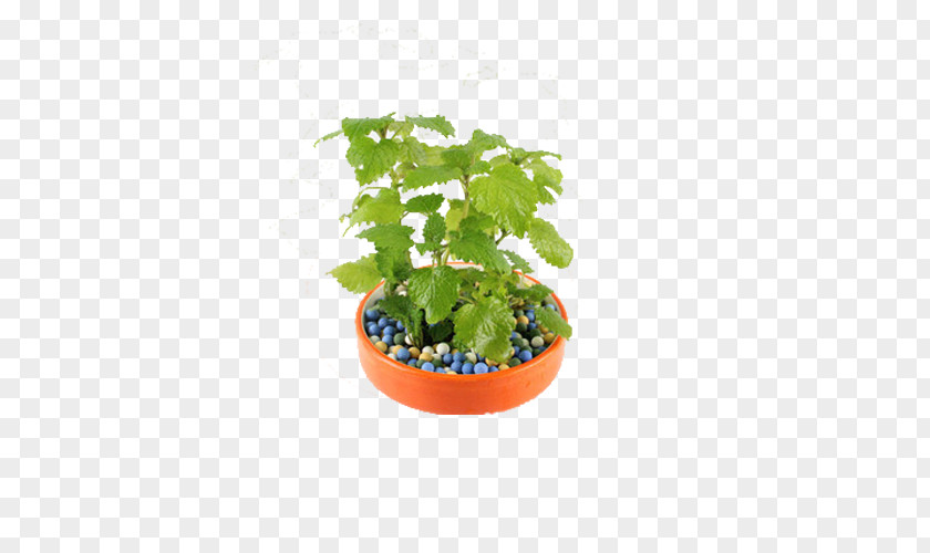 Planting In A Pot Of Lemon Balm Tea Flowerpot Plant PNG