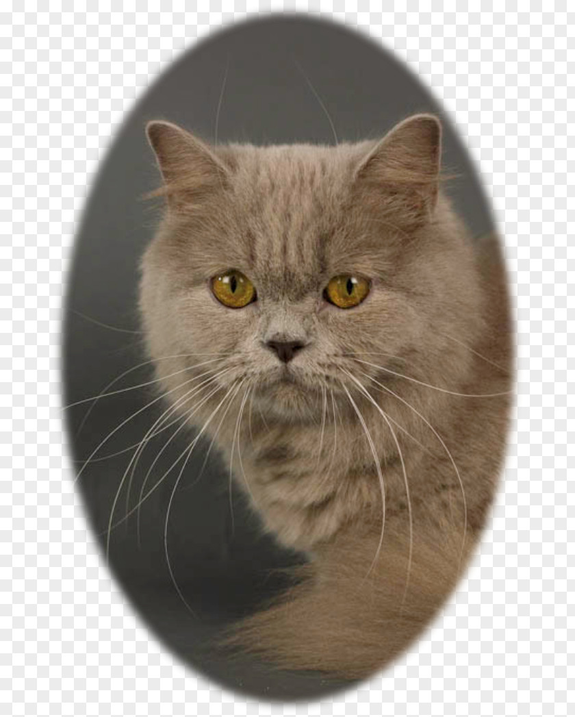 Scottish Fold British Shorthair Persian Cat Chartreux Nebelung European PNG