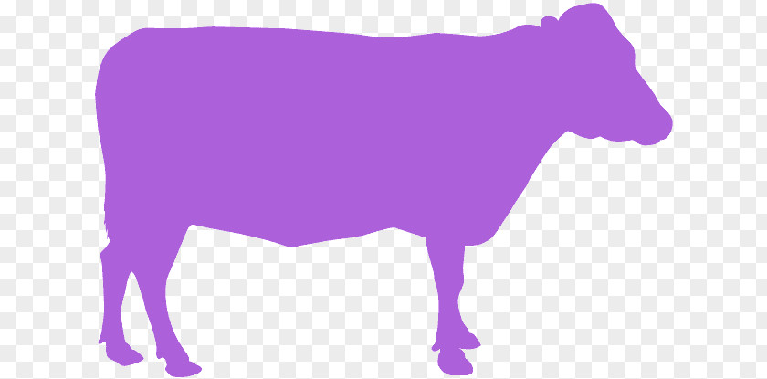 Silhouette Dairy Cow Purple Violet Bovine Snout Livestock PNG